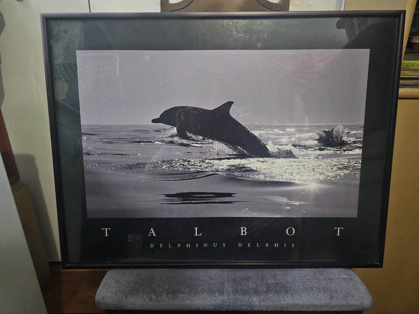 Talbot Delphinus Delphis Framed Print