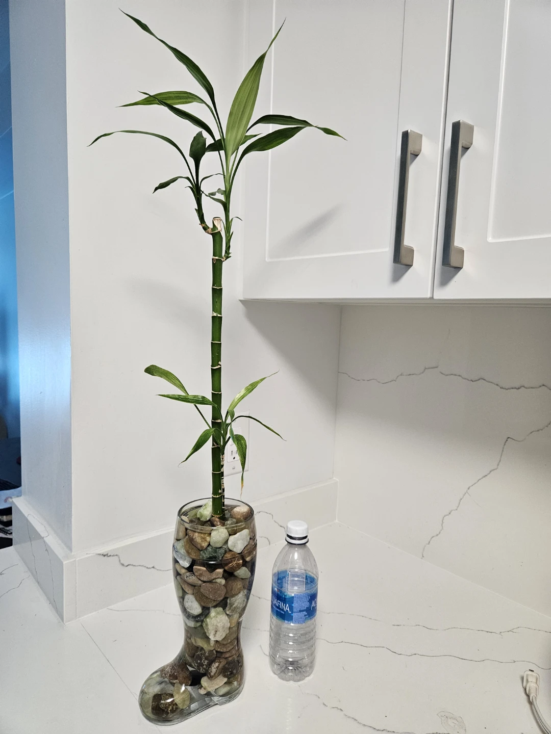 Lucky Bamboo Plant in Glass Vase - photo 4