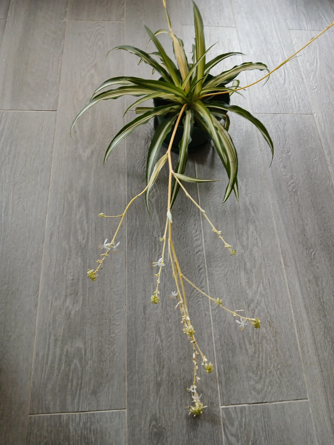Variegated Spider Plant in 6"Pot. Fixed price. - photo 2