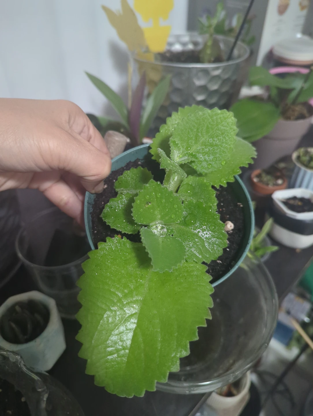 Ajwain Plant