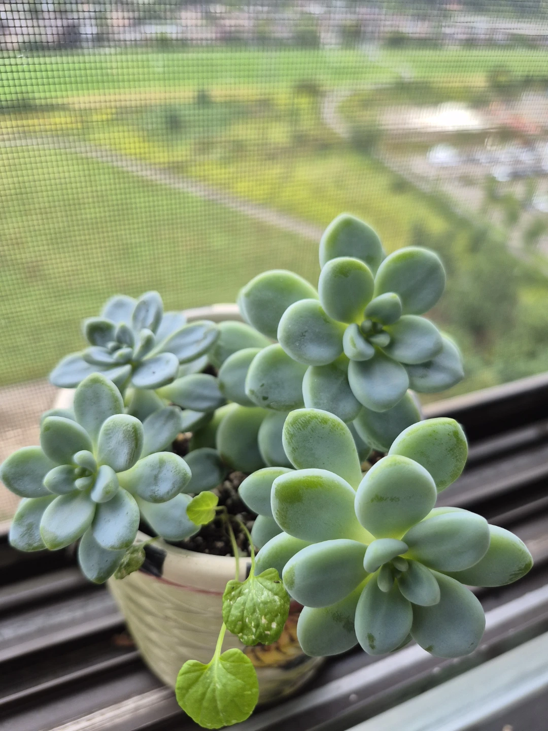 Sedum morganianum Burro's Tail Succulent Plant - photo 5