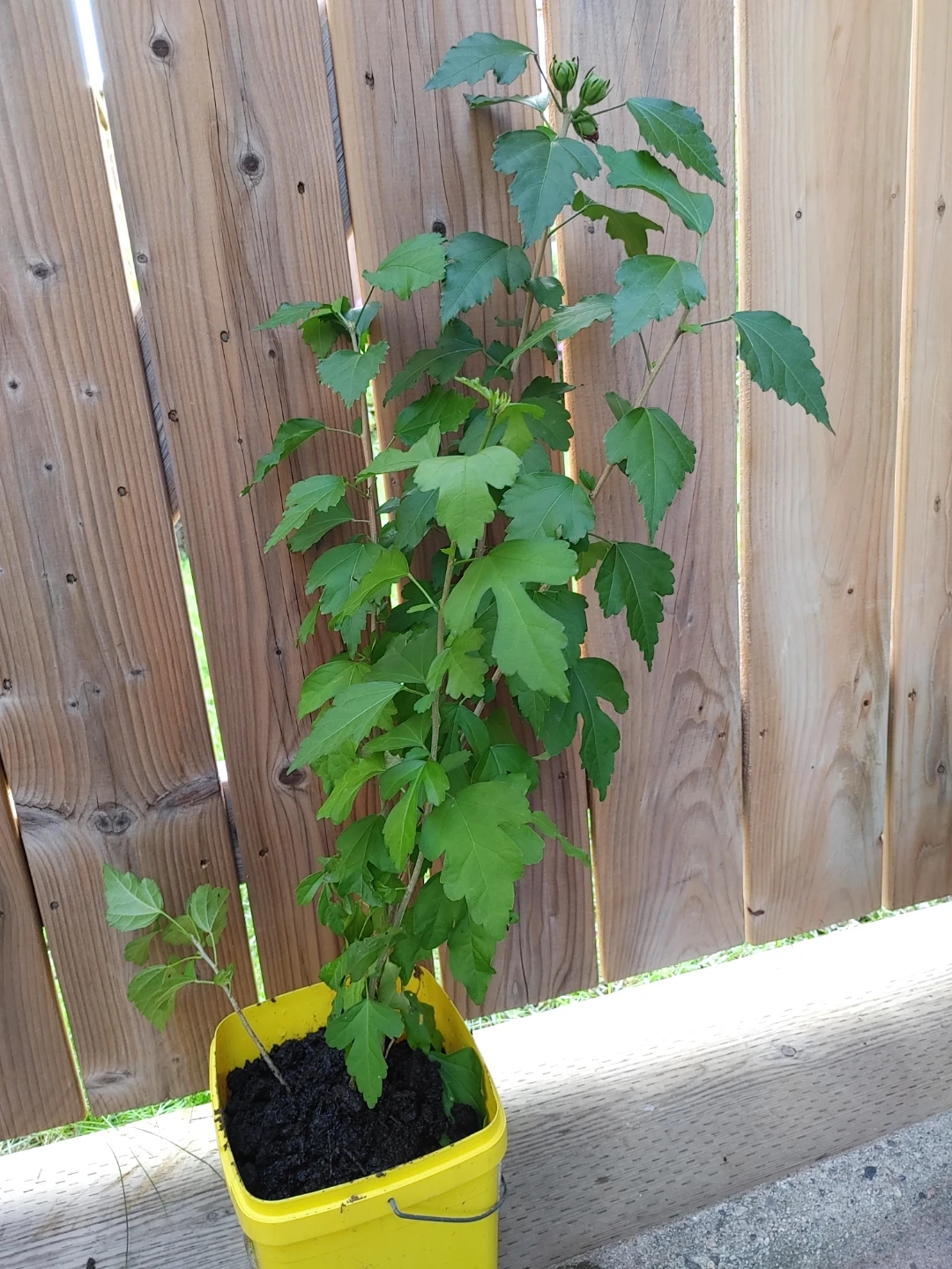 Pink Rose of Sharon Shrub (prerennial)