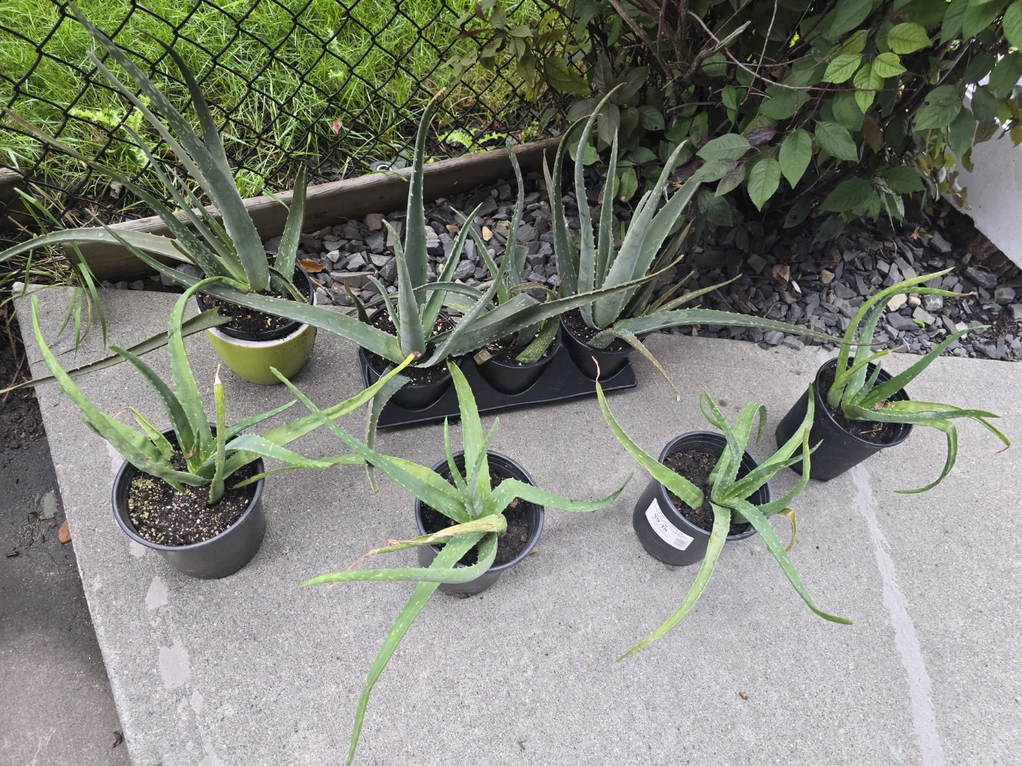 Aloe Vera Plants