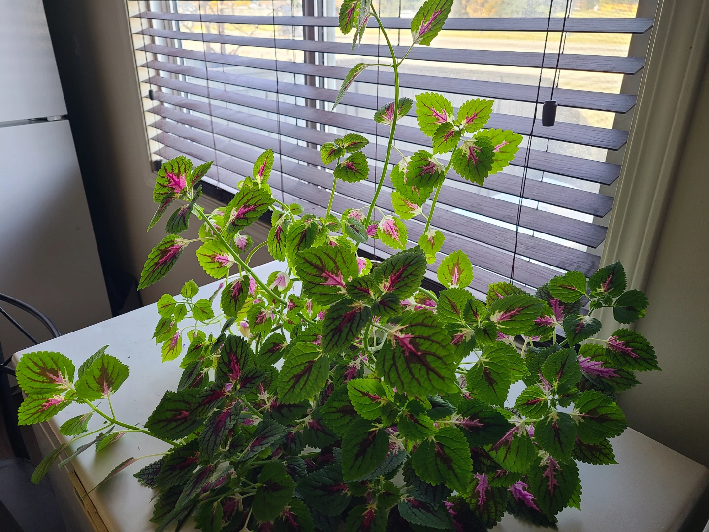 Large Coleus plant