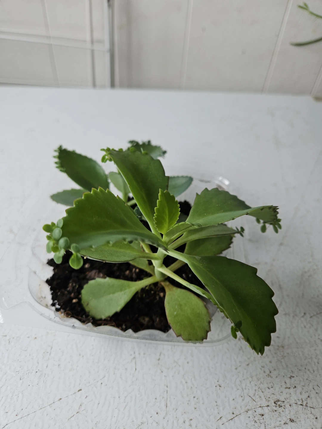 Mother of Thousands Plant - photo 3
