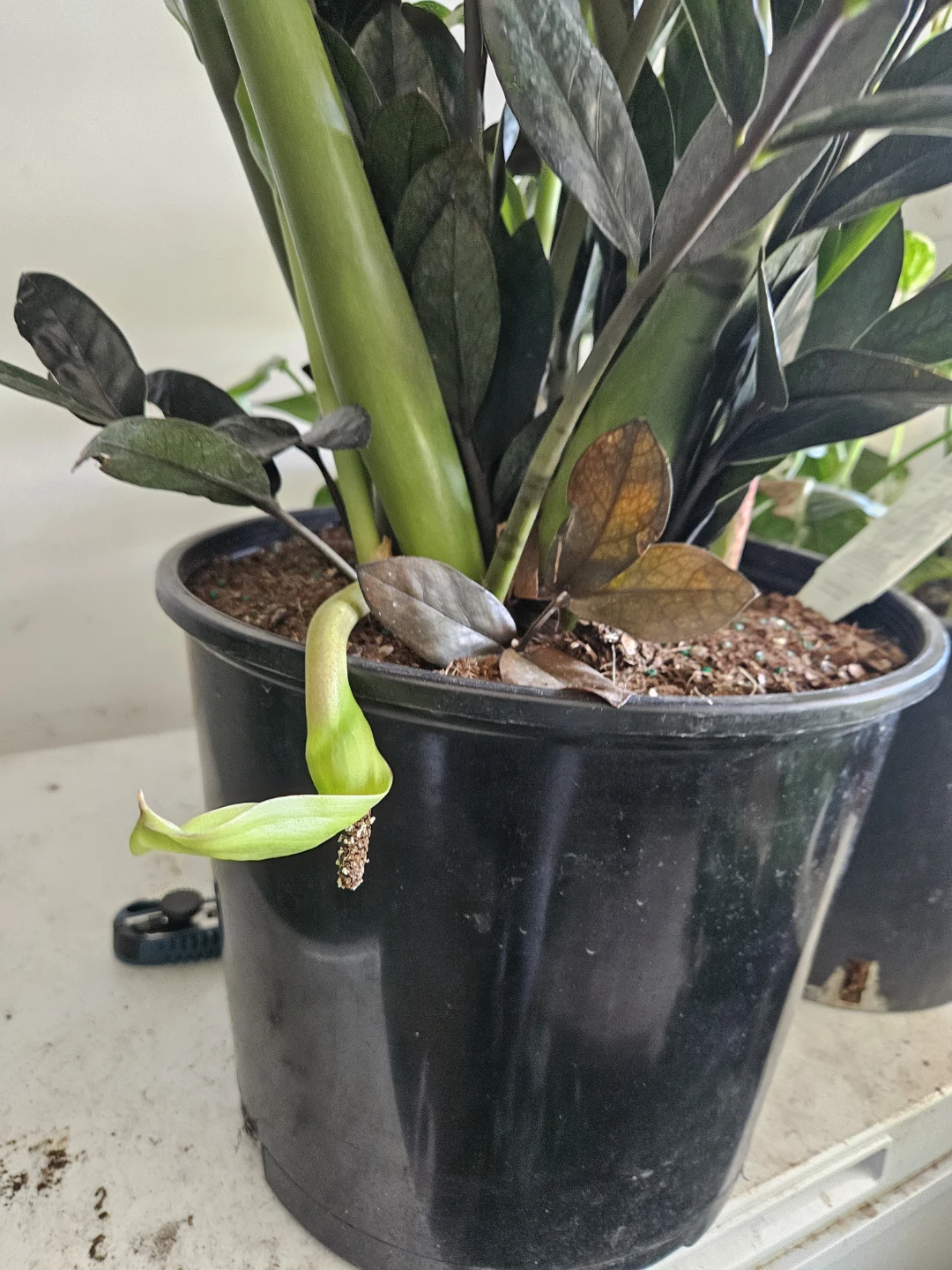 Raven ZZ Plant in 12" pot 🏈 - photo 4
