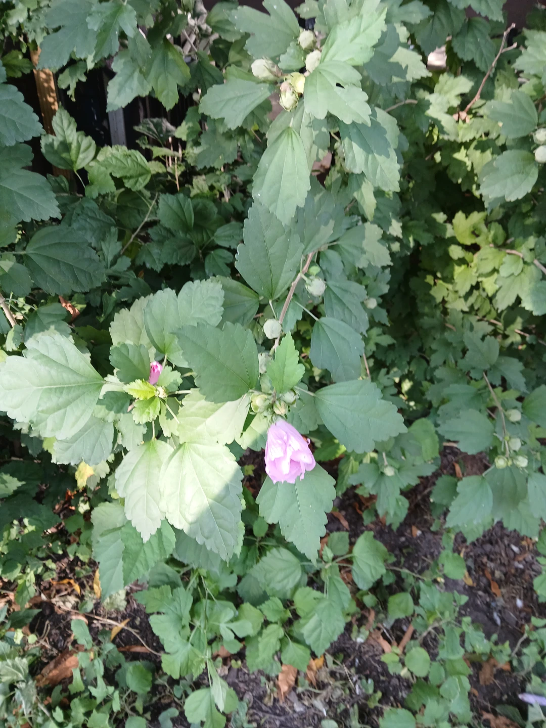 Rose of Sharon Hibiscus Plant - photo 3