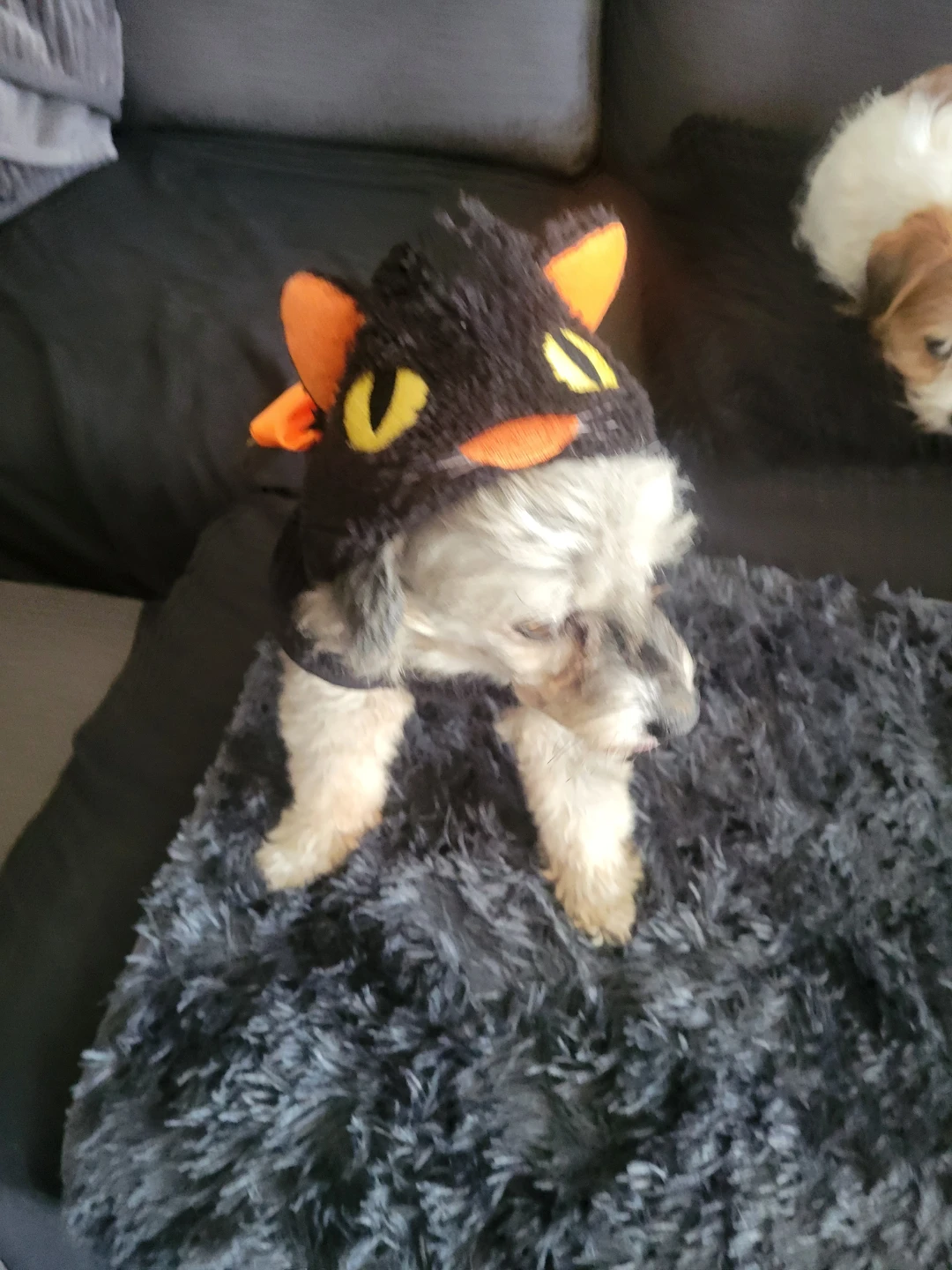 Pet Costume (Medium)