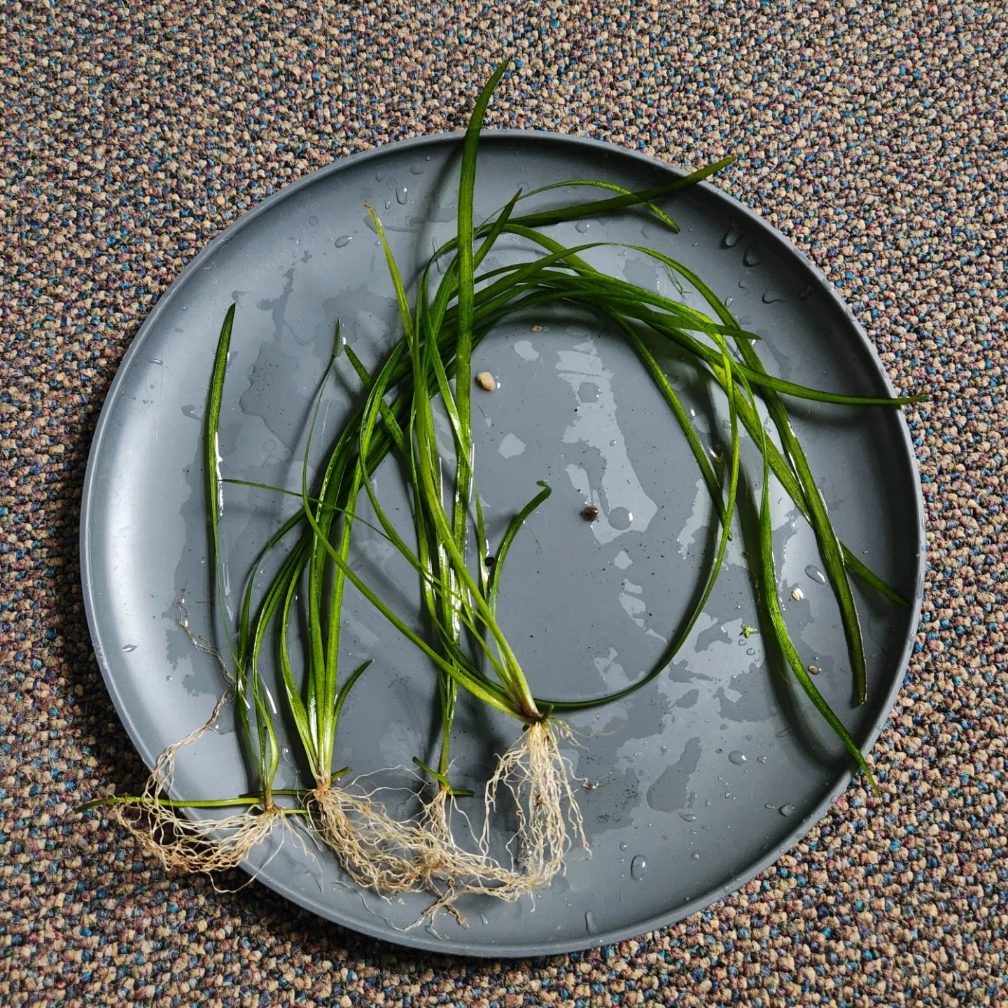 4 healthy  jungle val aquarium plants 10+ inches long - photo 5