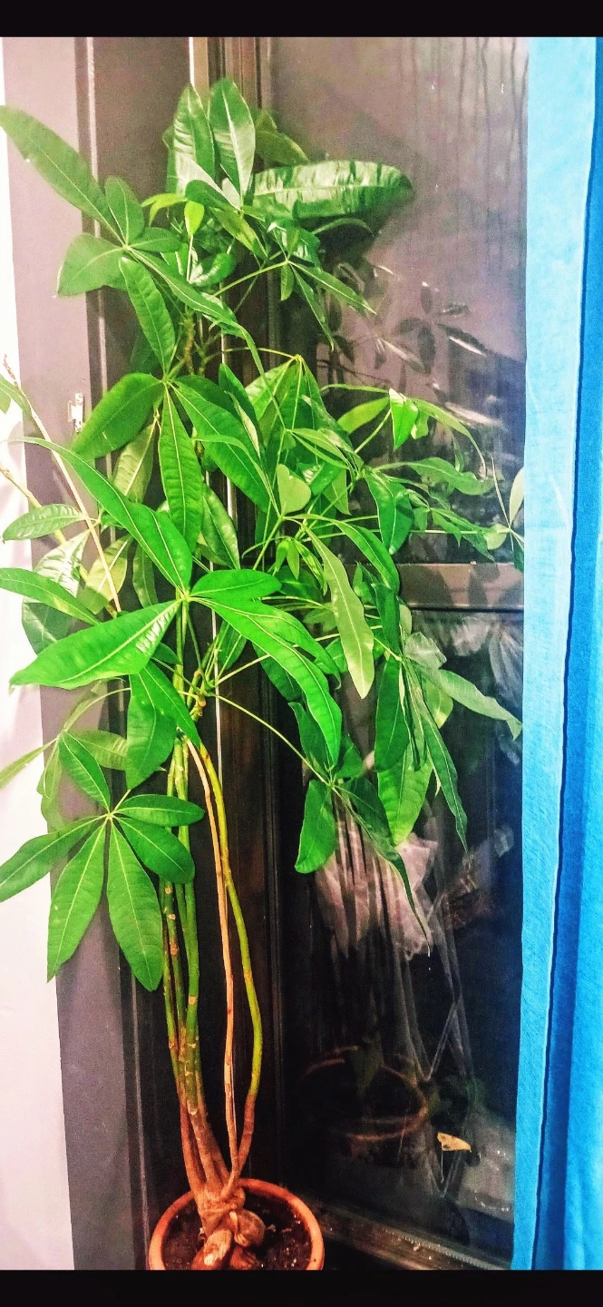 Lucky Bamboo Plant in Eagle Planter or money Tree. 125 each 🏈 - photo 4