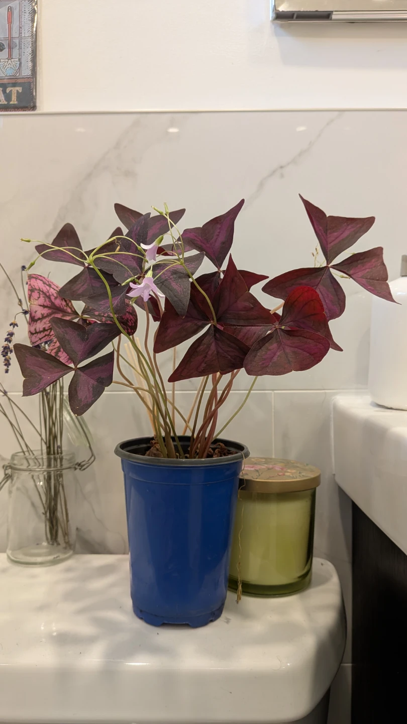 Purple Oxalis - photo 3