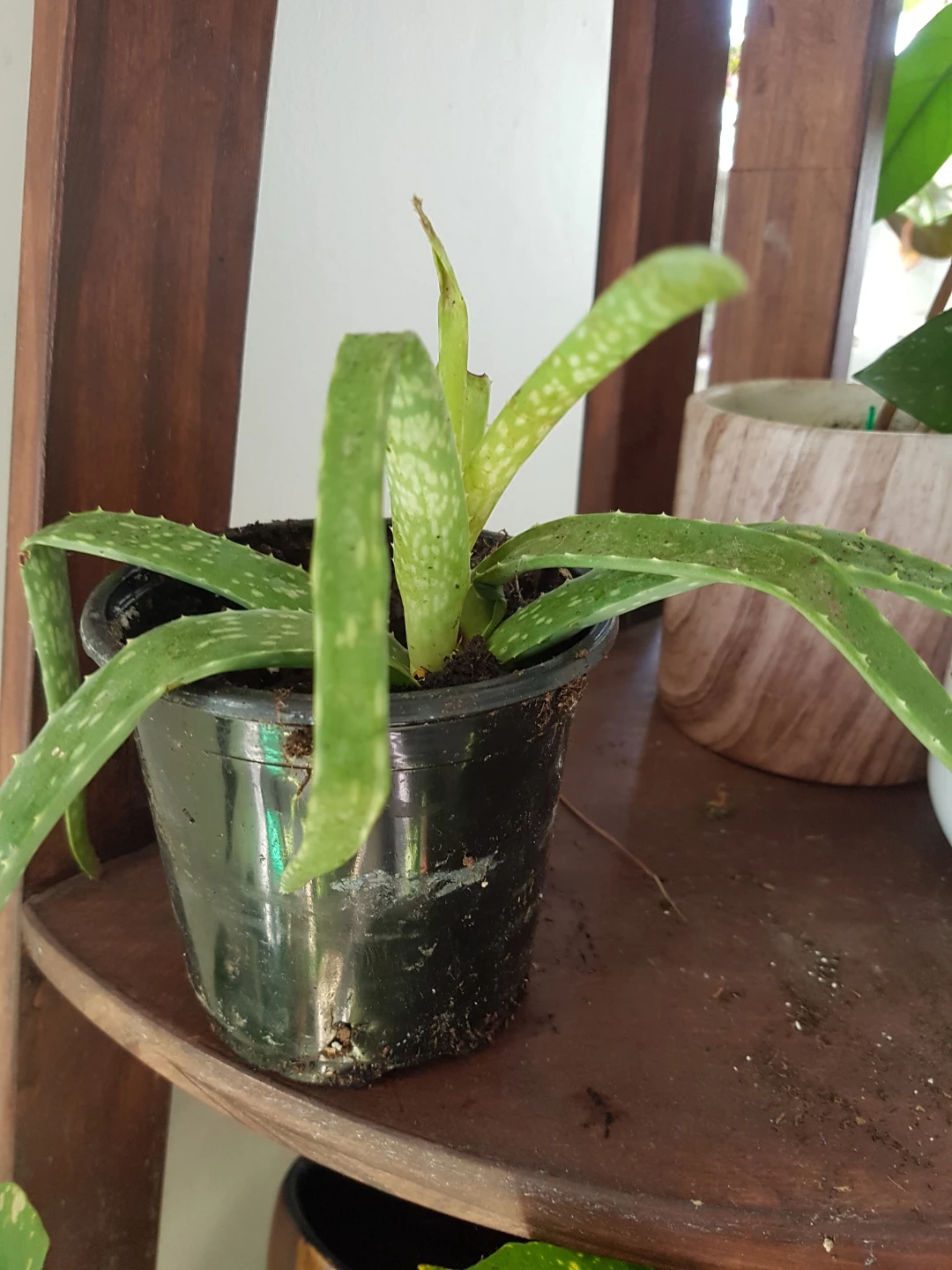 Aloe Vera plant in small pot - photo 2