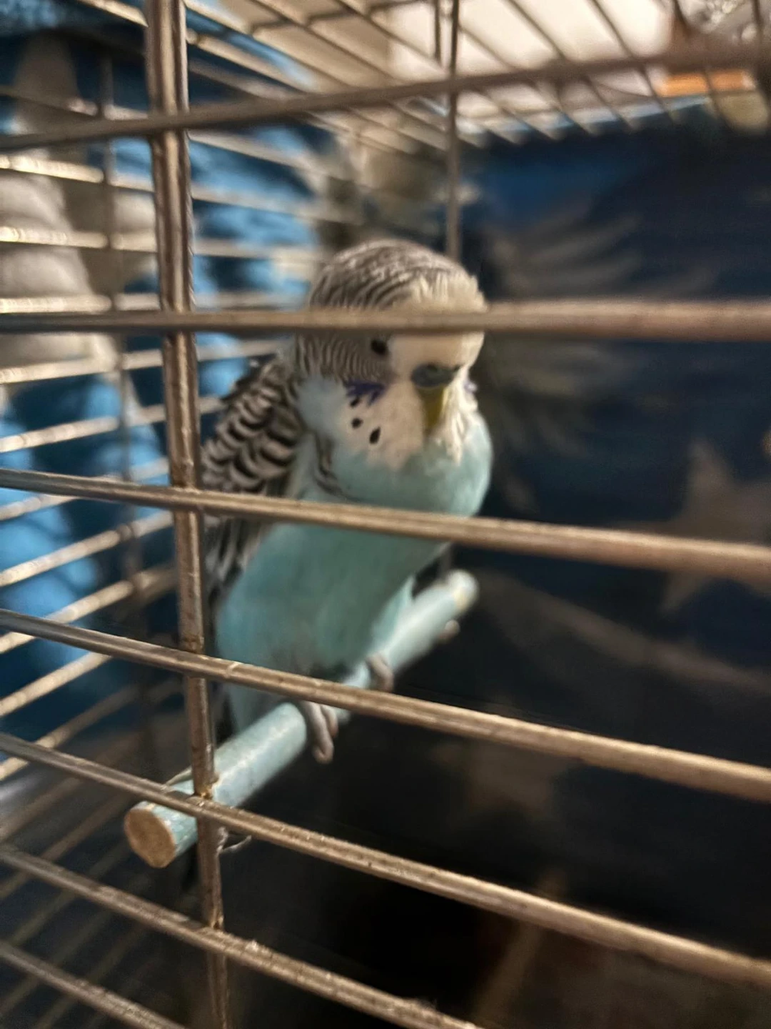 Budgie Bird Cage - photo 3