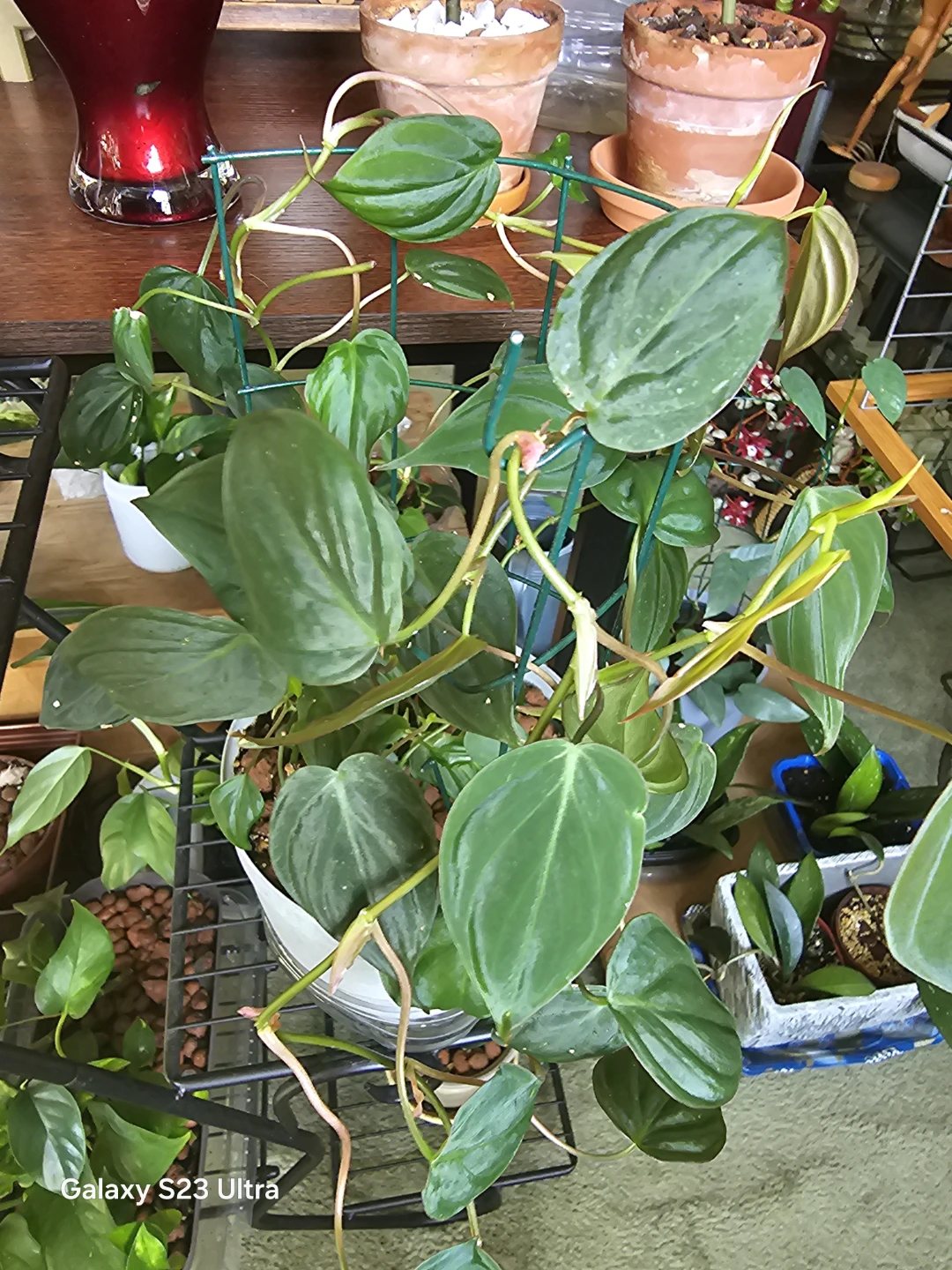 Philodendron Micans on Trellis