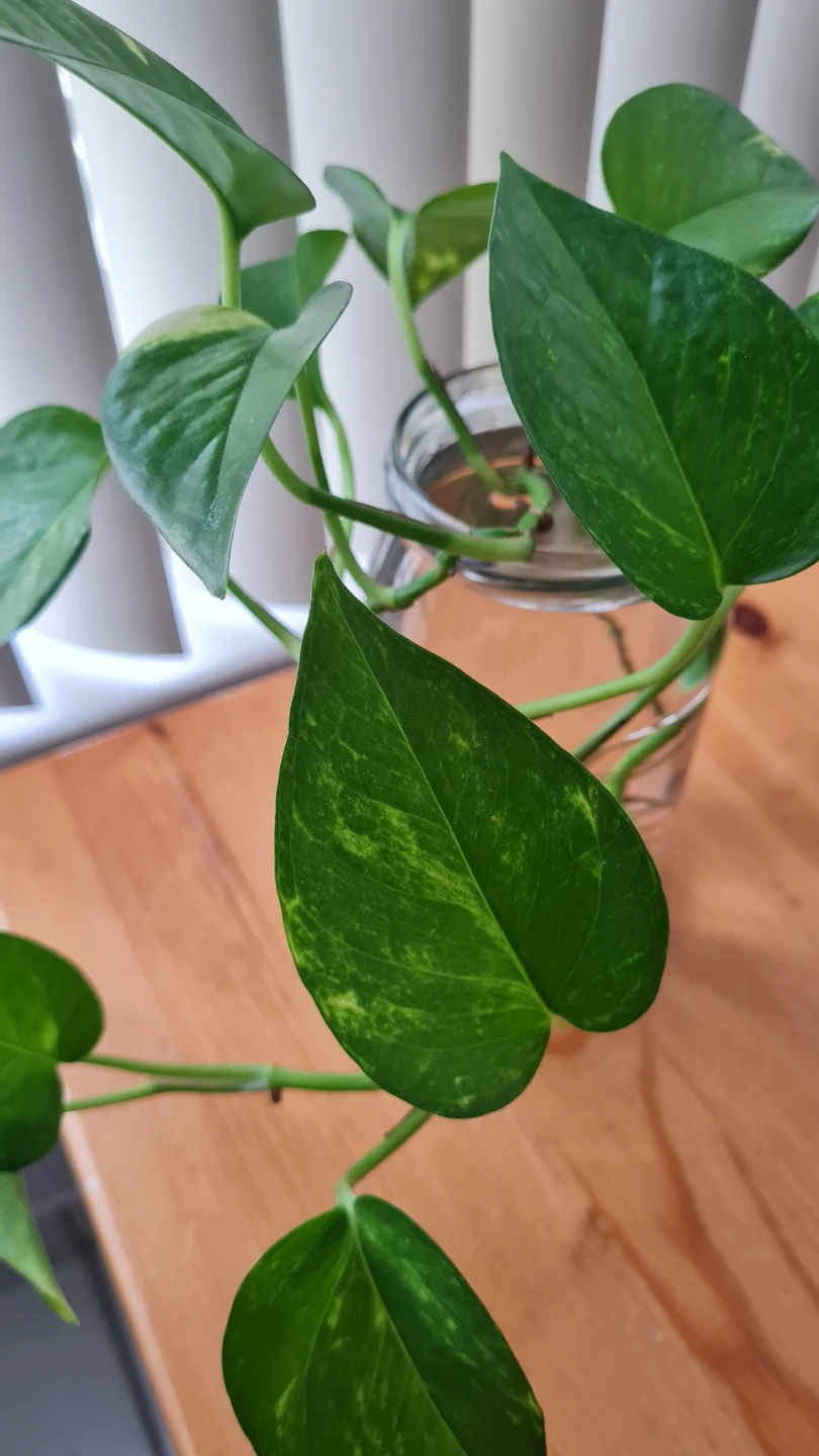 Healthy Golden Pothos Propagating in water 🌱🌱 - photo 2