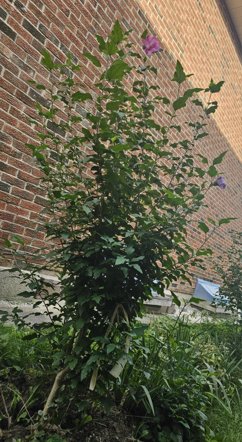 6+ft Pink/Purple Pink Rose of Sharon - photo 2