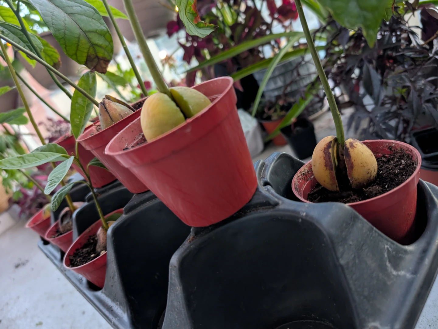 Tray of 10 Avocado Plants – Assorted Types Ready for Bonsai - photo 2