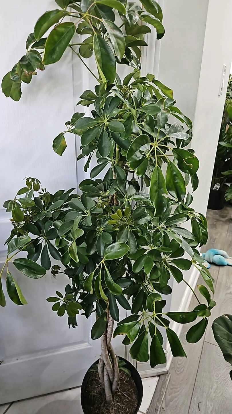 Large Braided Trunk Schefflera Plant🏈 - photo 2