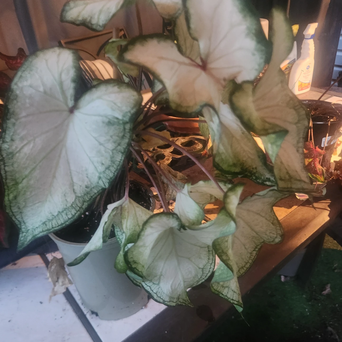 White Caladium plant - photo 3