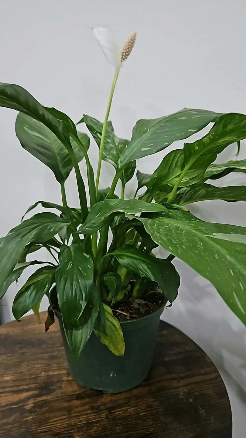 Variegated Domino Peace Lily🏈
