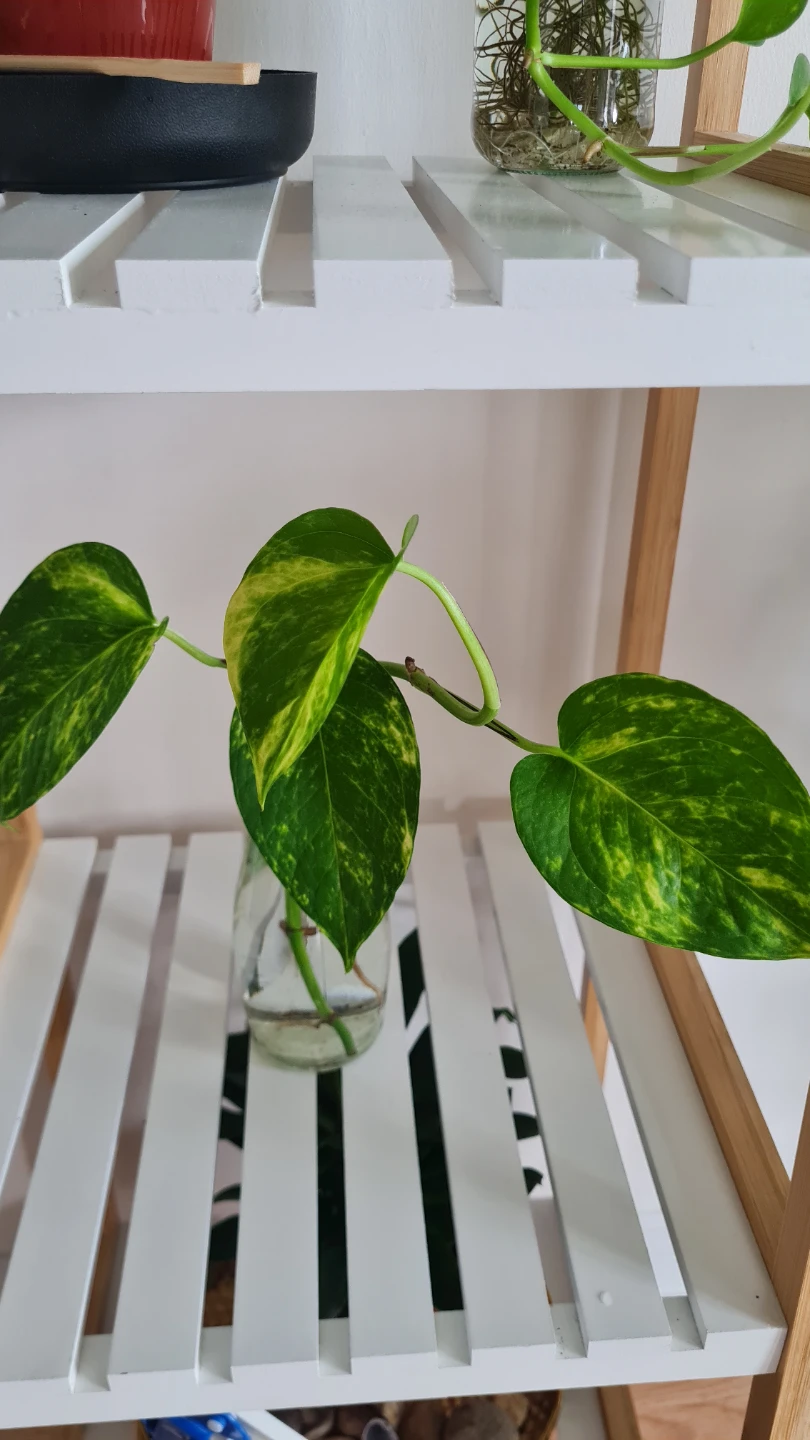 Health Golden Pothos Plant Cutting in water🌱🌱 - photo 2