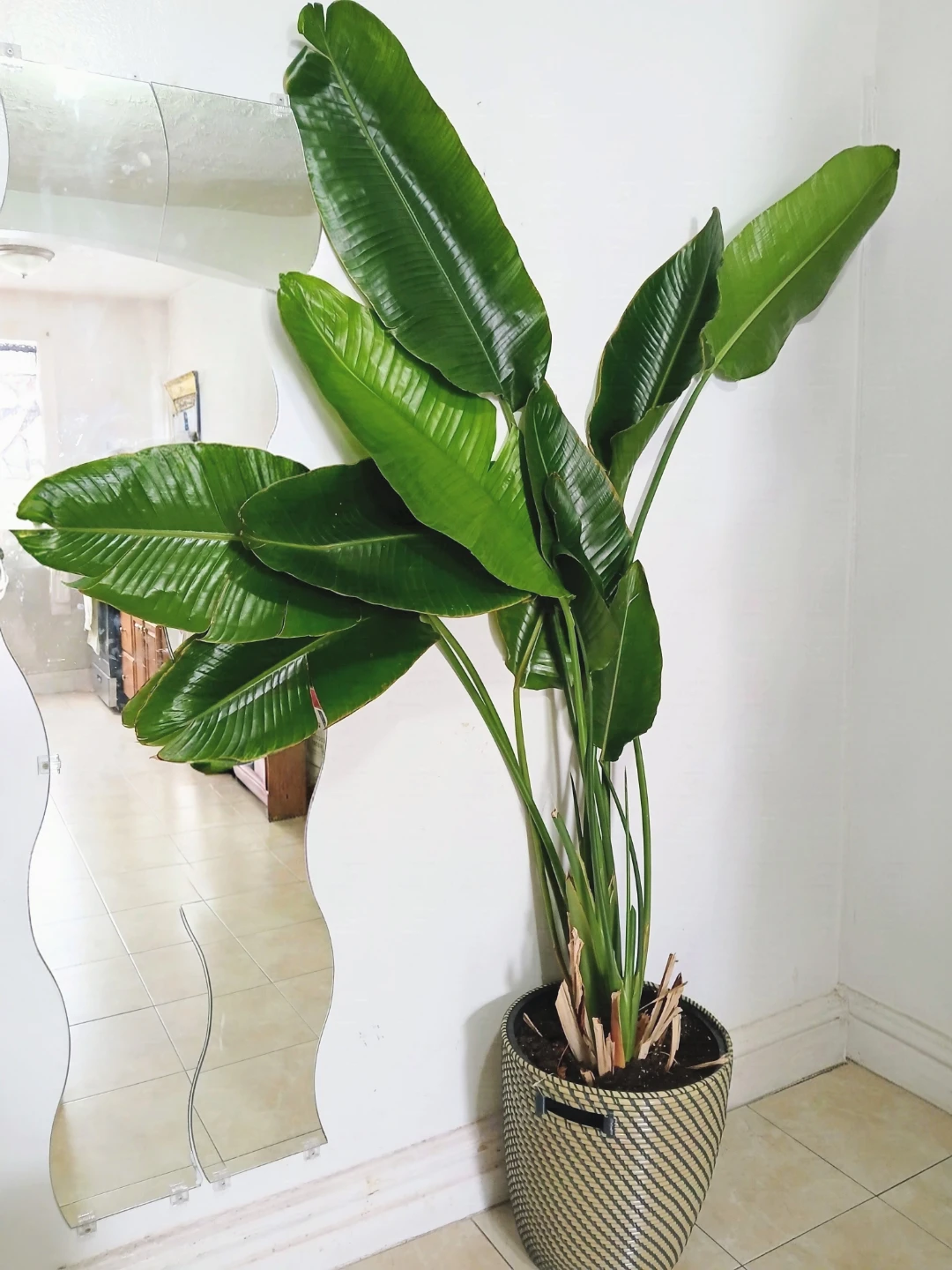 Large Bird of Paradise Plant in Basket