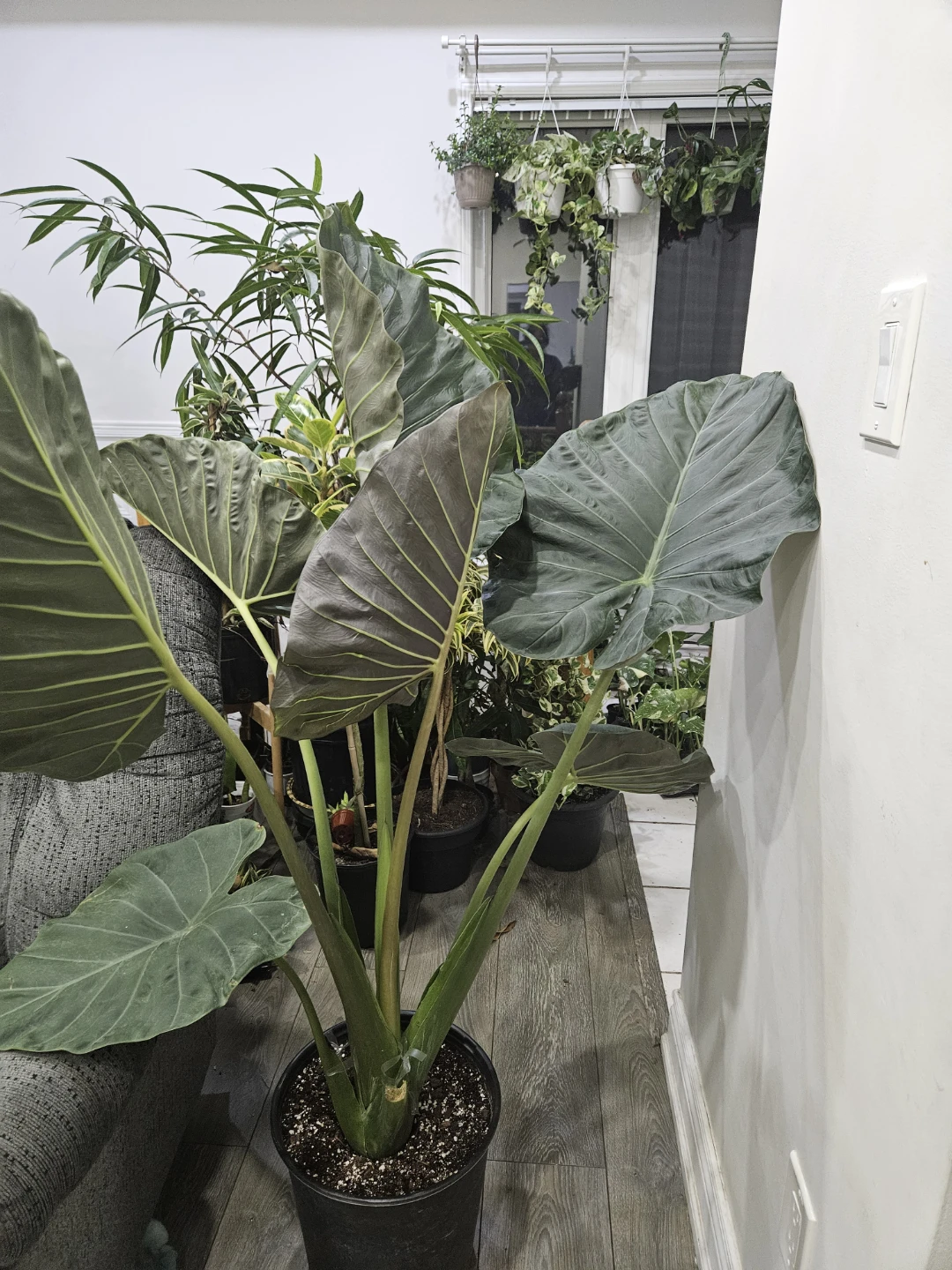 Large Alocasia Regal Shield - photo 3