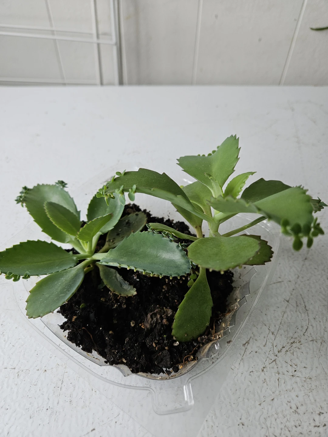 Mother of Thousands Plant - photo 4