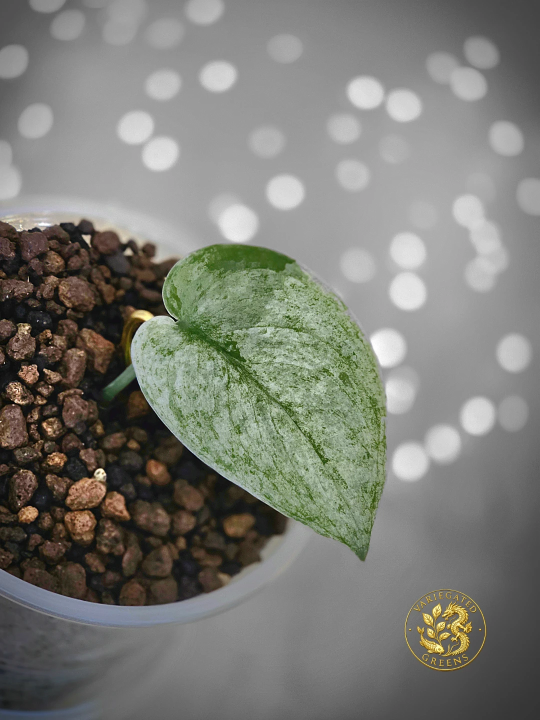Scindapsus pictus Halimoon "Mineral Wash" - photo 2