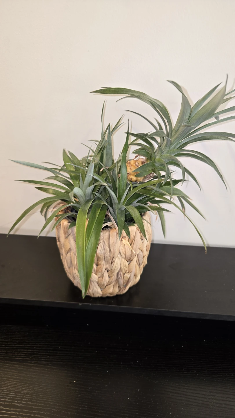 Pineapple Plant in Woven Basket