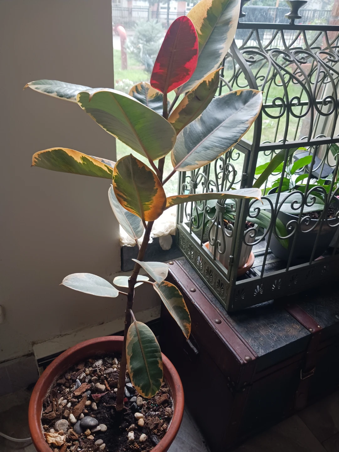 Ficus elastica 'Ruby'