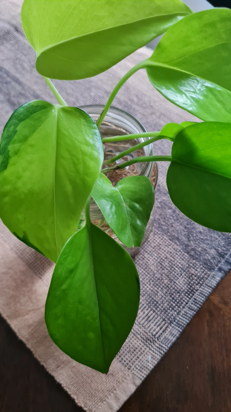 Neon Pothos Plant Rooted in Water! 🌱🌱 - photo 2