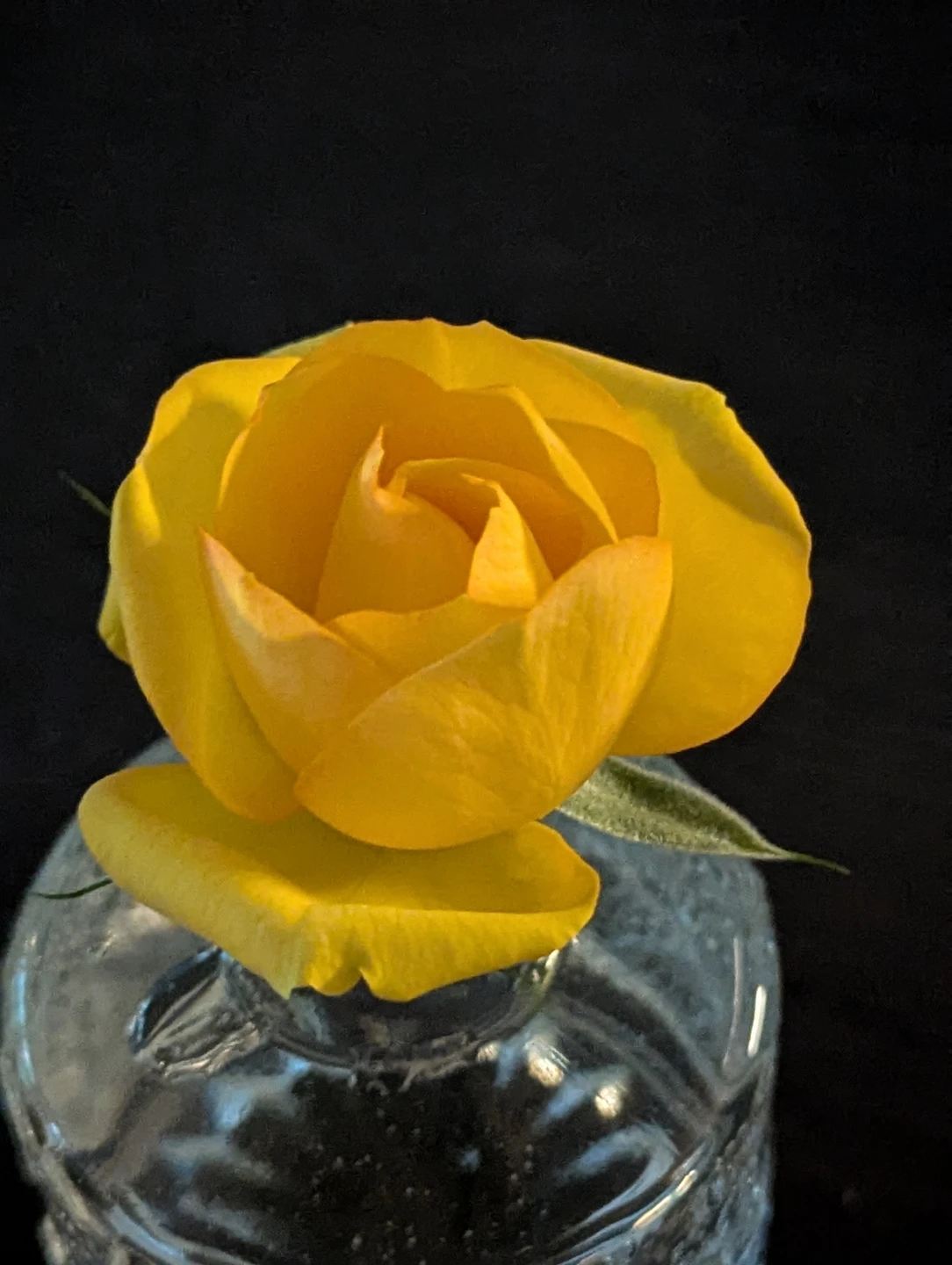 Live Yellow Rose Plant - photo 5