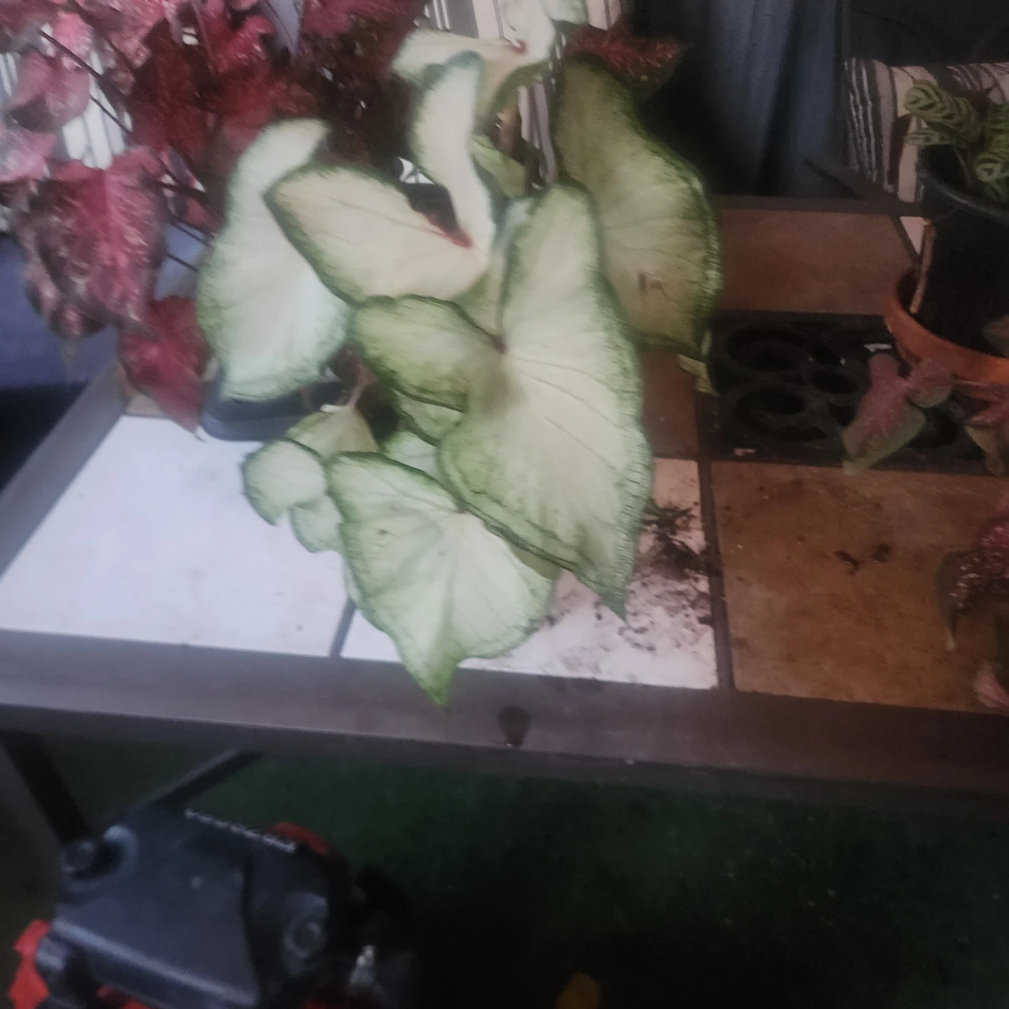 White Caladium plant - photo 4