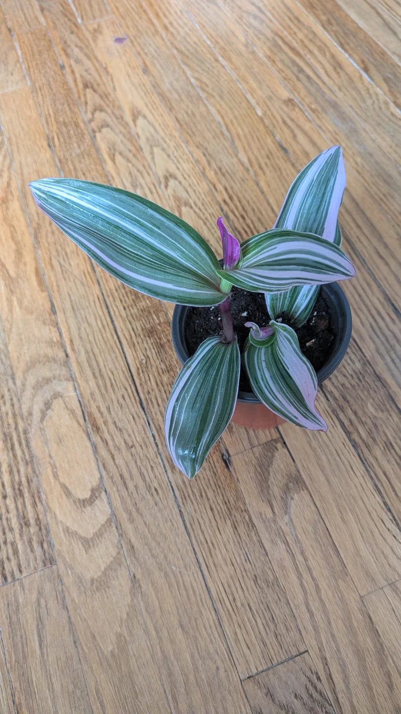 Tradescantia Nanouk