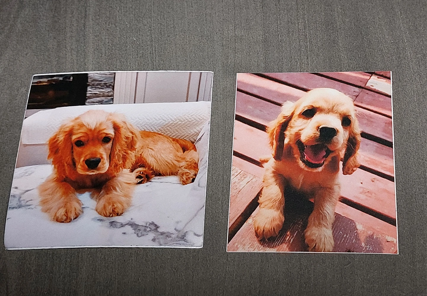 Dog Stickers HIGH Quality vinyl
