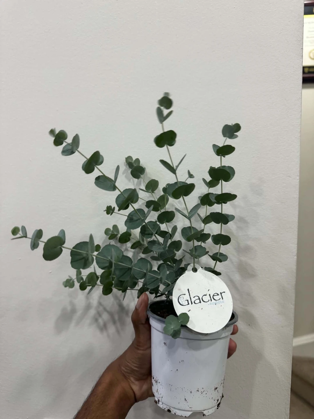 Glacier Eucalyptus Plant in 4"pot - photo 2