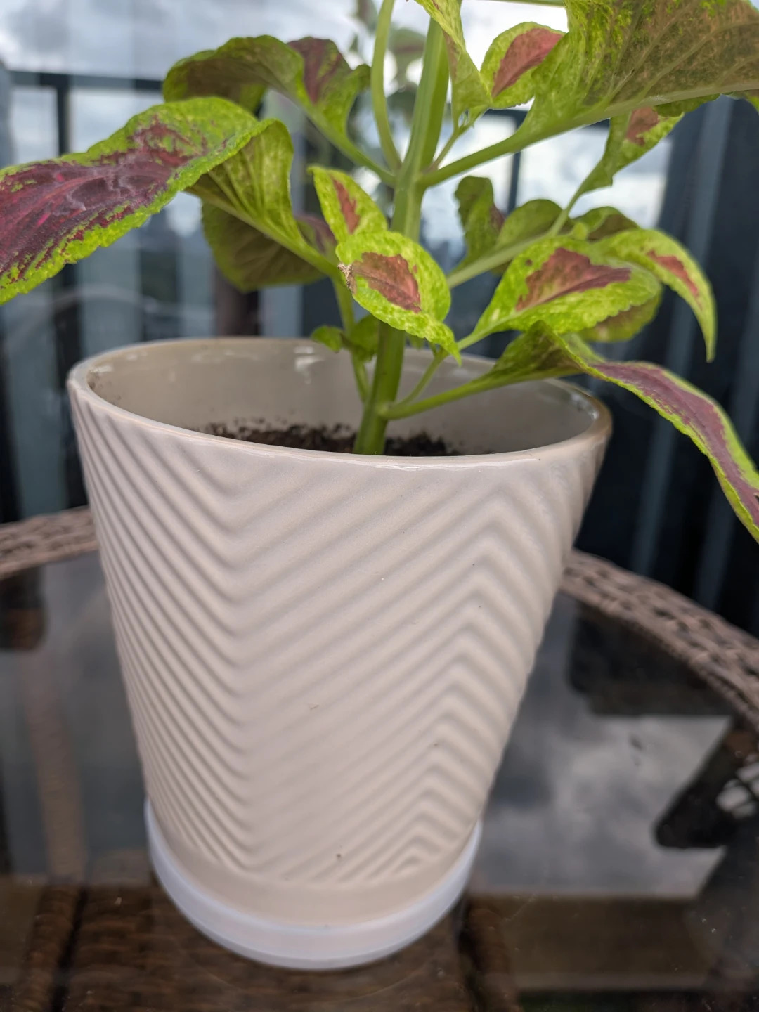 Coleus Plant in Textured Cream Pot - photo 3