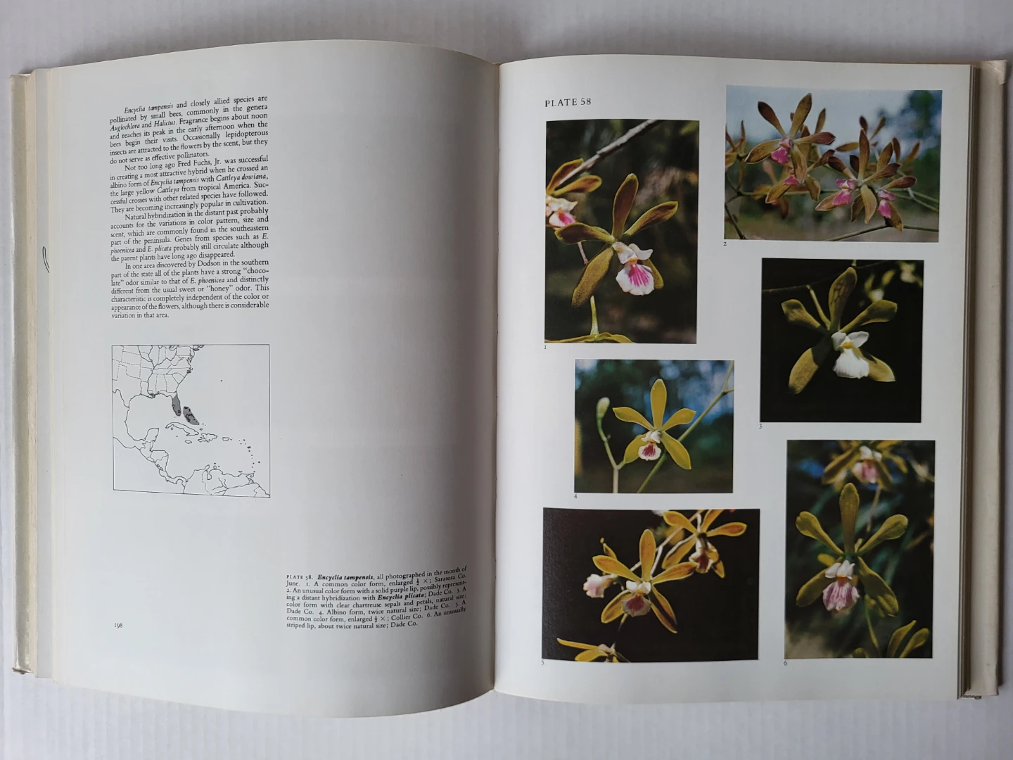 Rare! The Native Orchids of Florida - Carlyle A. Luer - photo 3