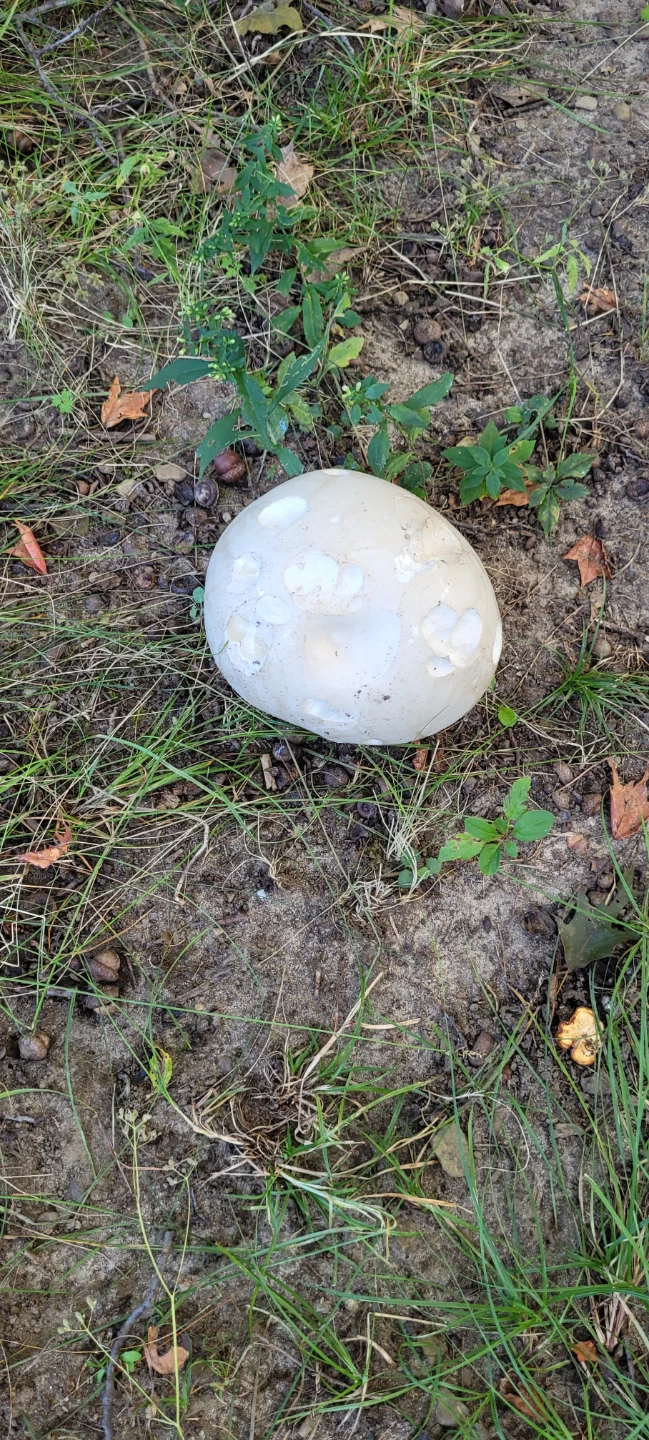 Free puffball mushroom