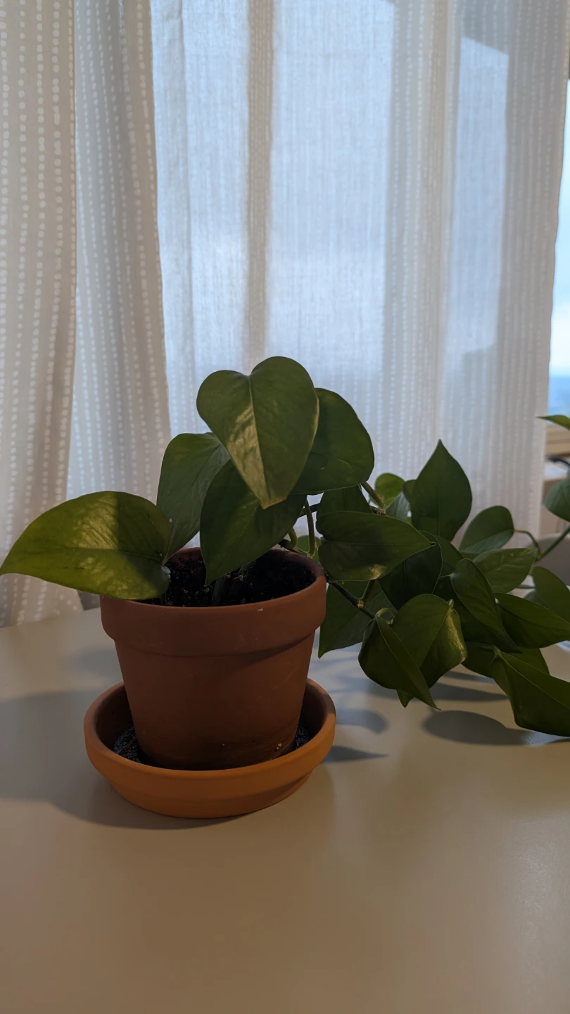 Pothos plant in terracotta pot