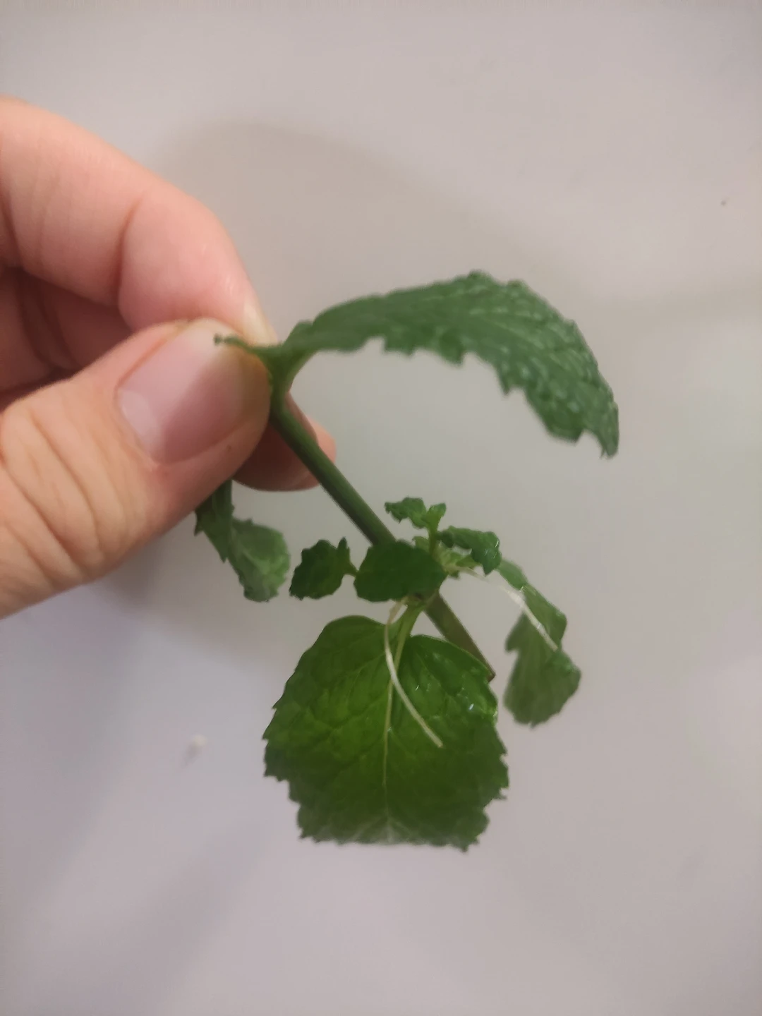 Fresh Mint Cuttings 🏈 - photo 2