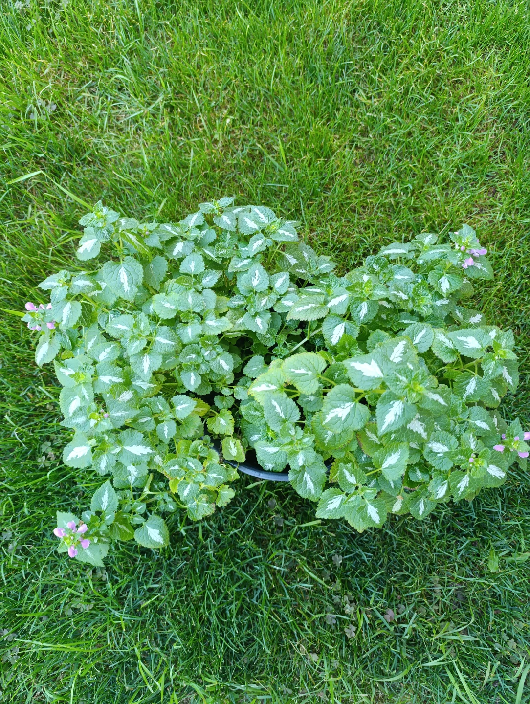 Lamium Beacon Silver