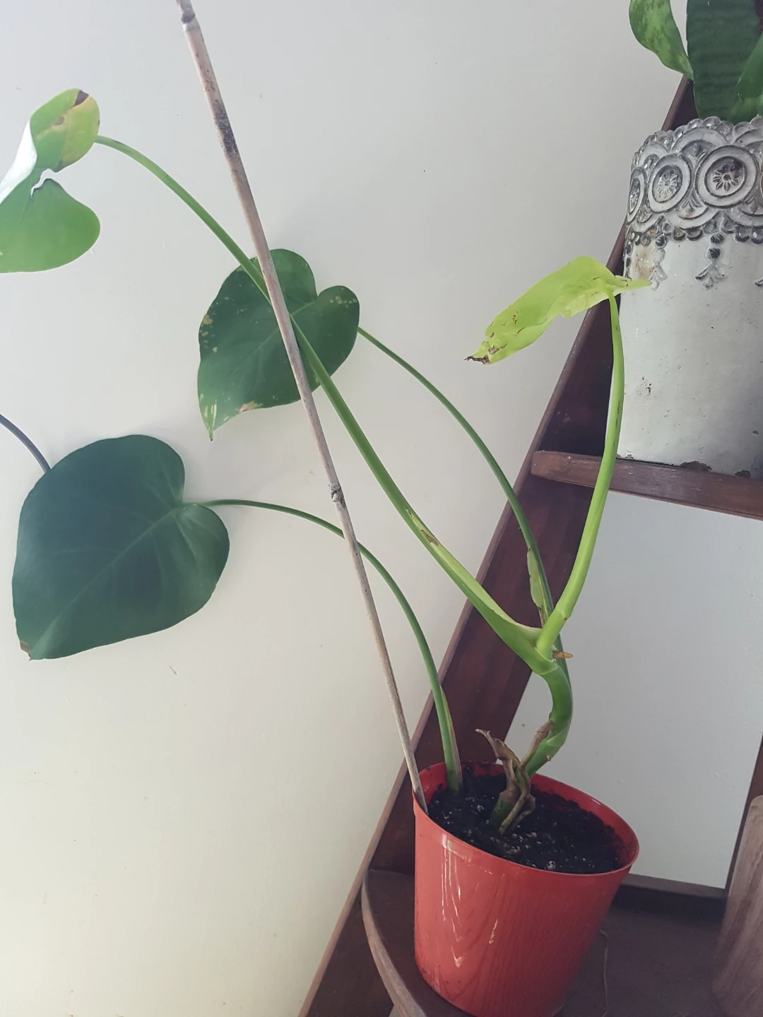 Monstera deliciosa plant