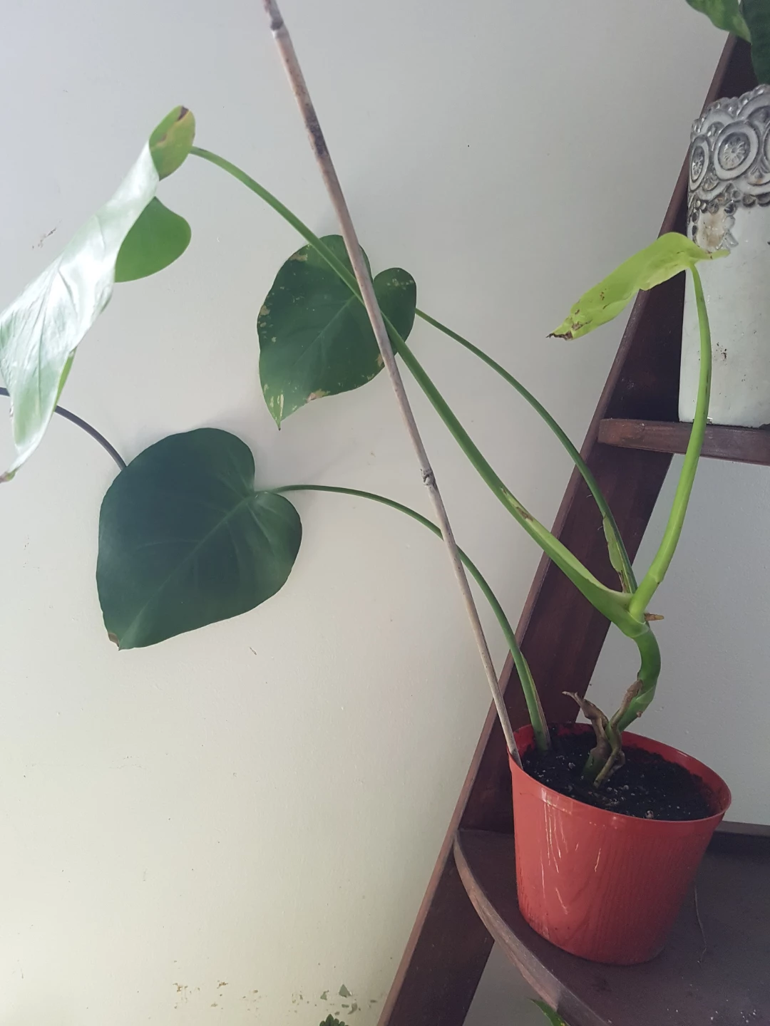 Monstera deliciosa plant - photo 2