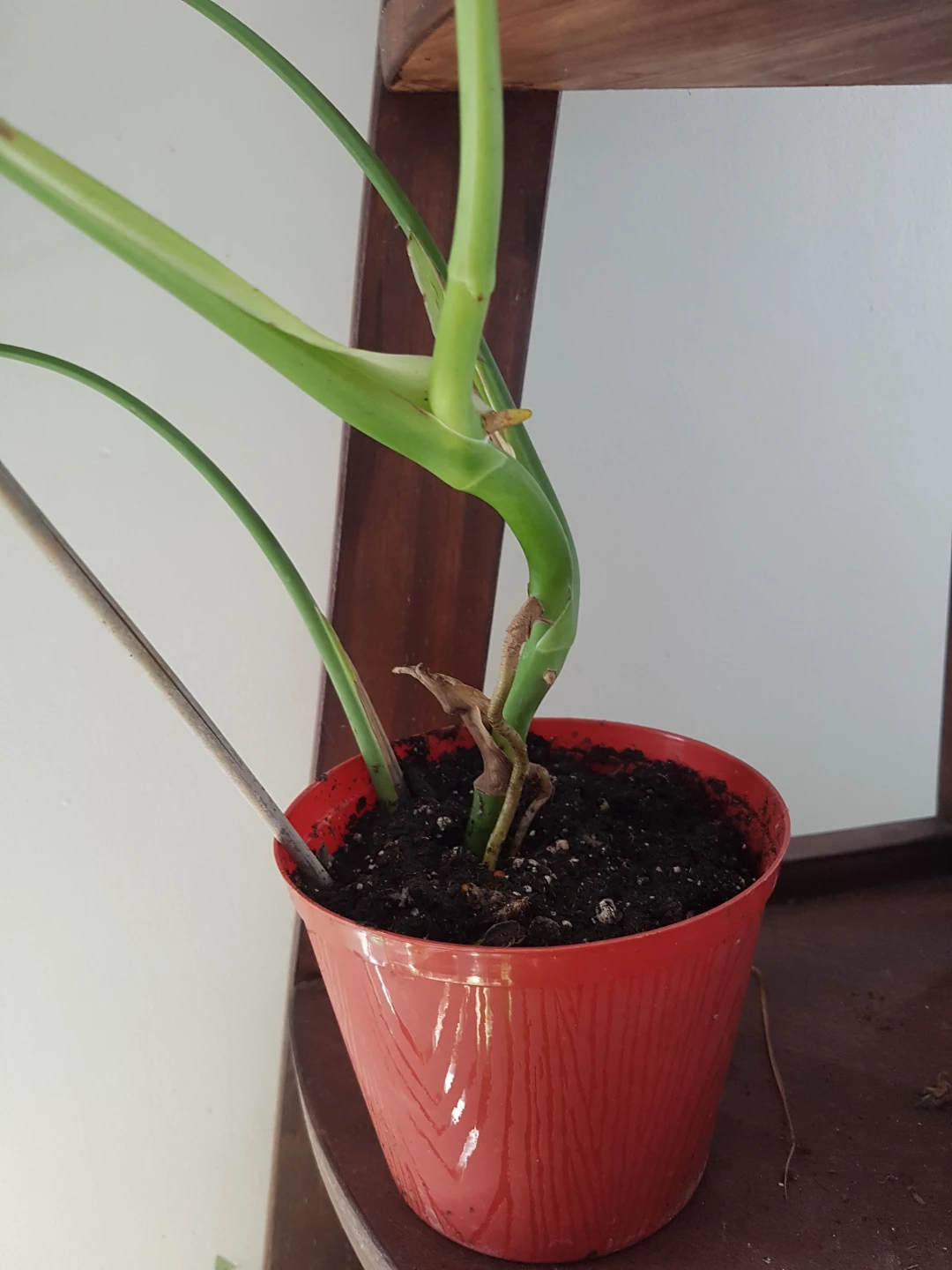 Monstera deliciosa plant - photo 3