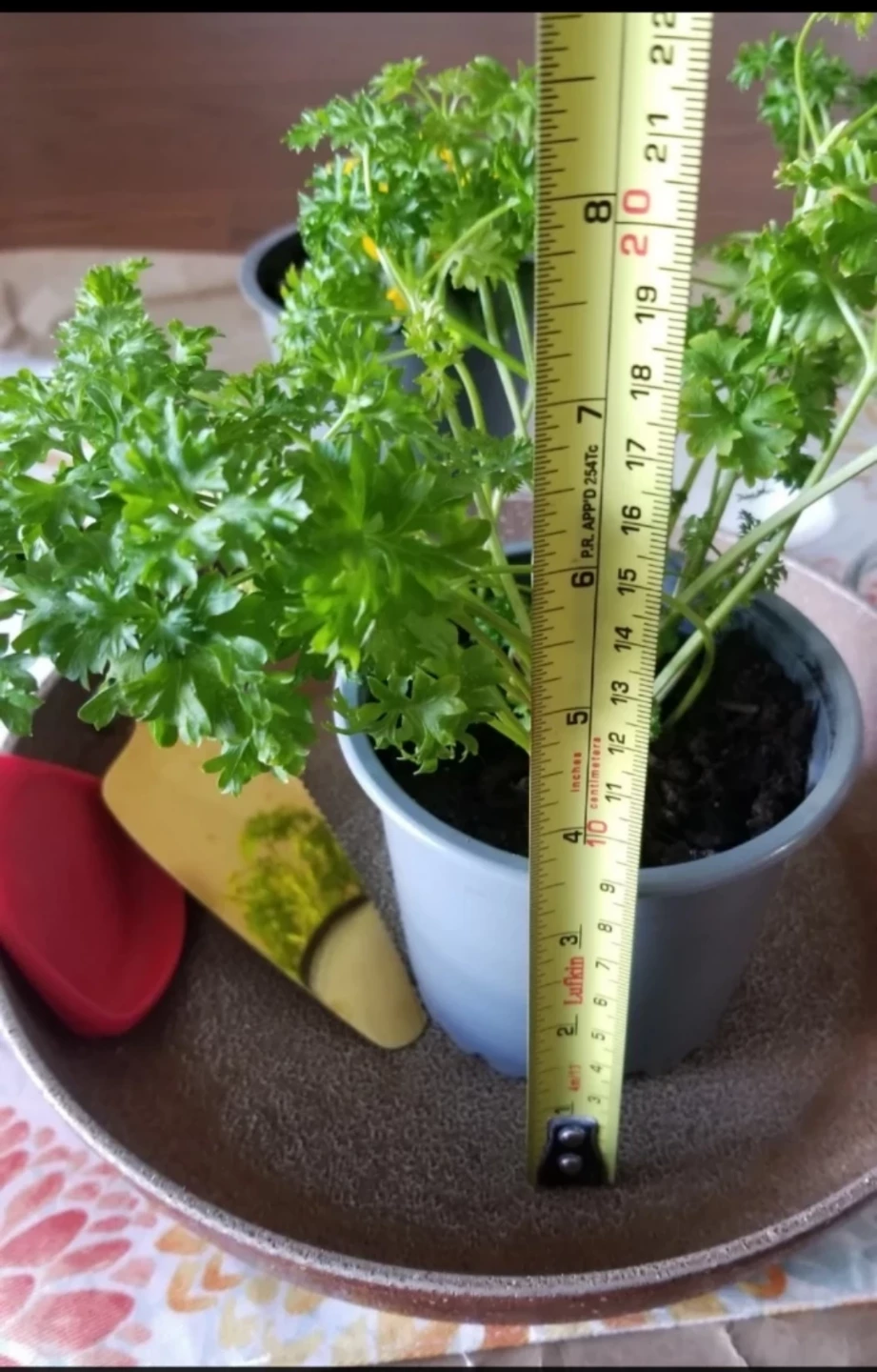 Bundle-Organic Parsley+Ornamental Pepper+ROCK Pan+Veg Cookbook. - photo 2