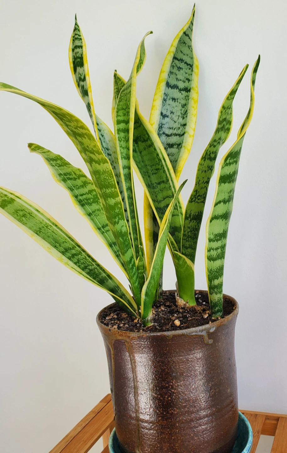 21" Tall Variegated Snake Plant - photo 2