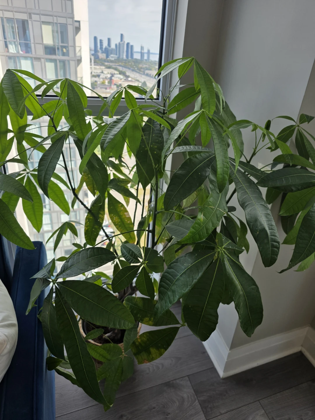 Large Money Tree Plant