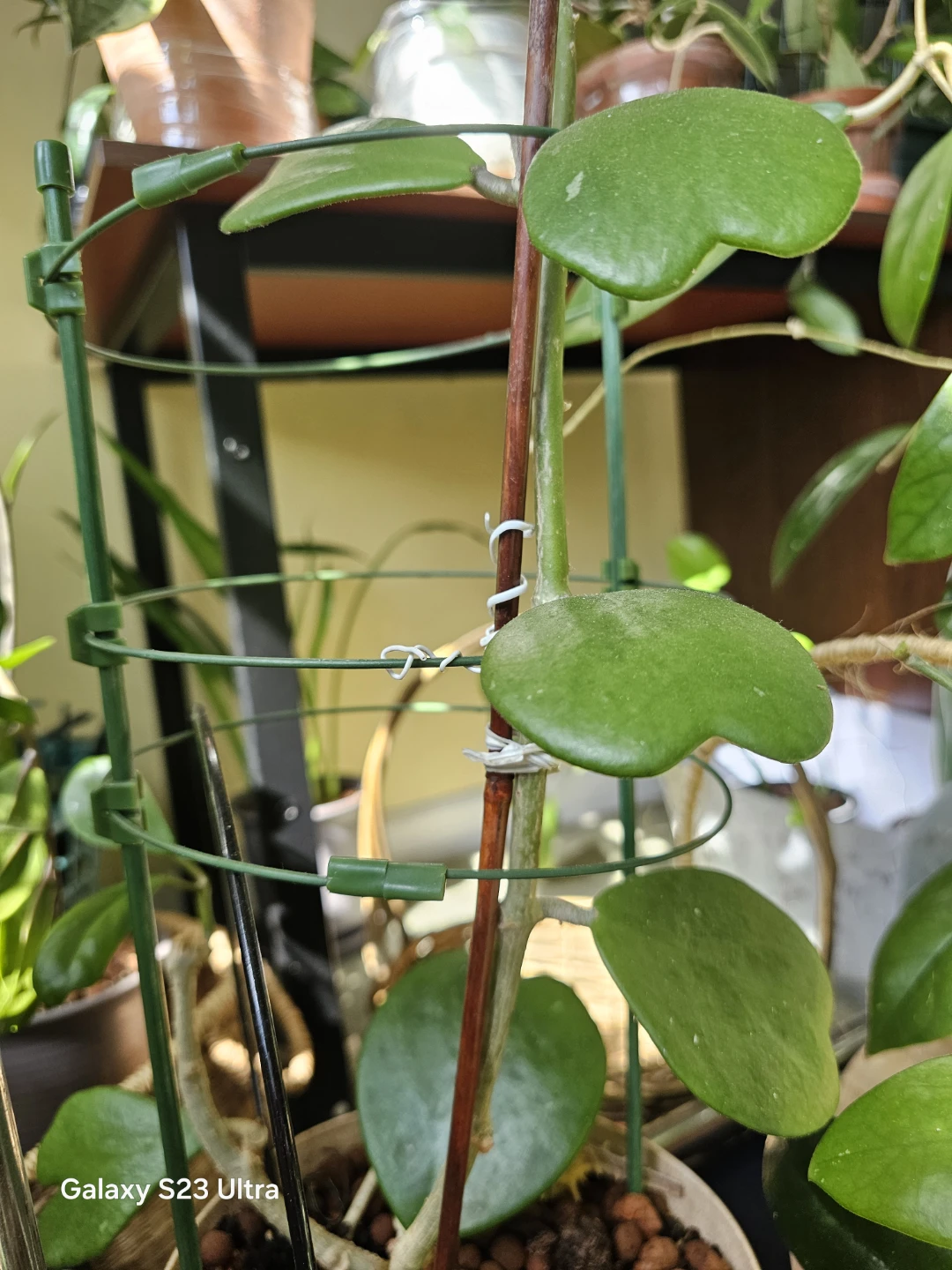 Hoya Kerrii Heart Plant - photo 2